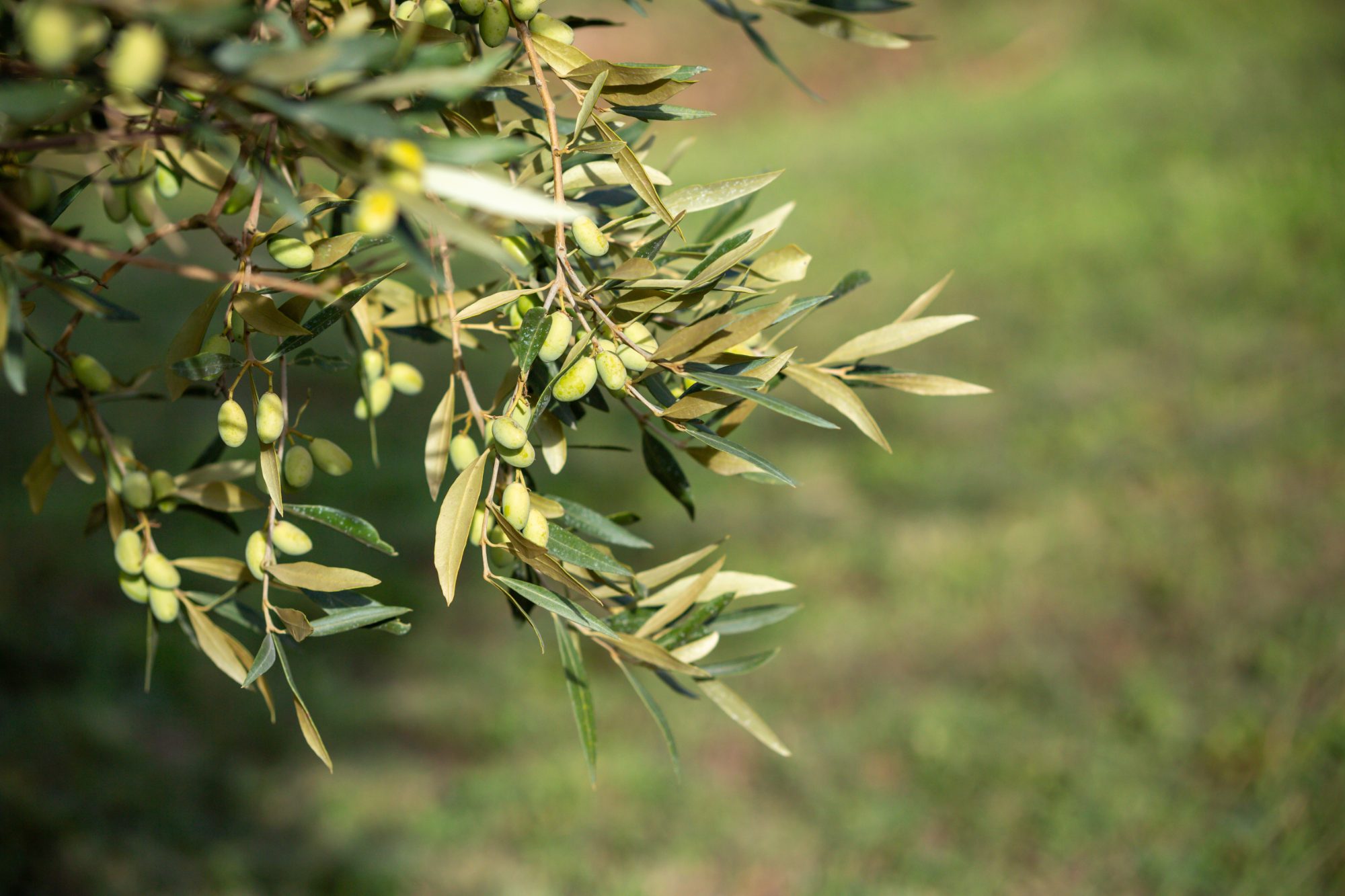 Rama d'olivera amb olives Corbella